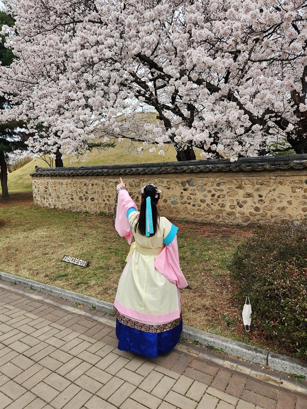 화사한 벚나무를 가리키며 신라한복을 입고 사진 촬영 중인 방문객 모습(2023.3.25)