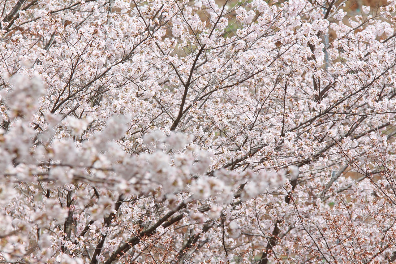 벚꽃이 만개한 진주시립연암도서관은 하얀 푹죽을 터트린 듯 꽃 대궐을 이루고 있다.