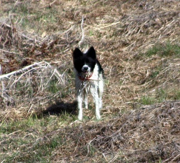 폭이 1km쯤 밖에 안되는 제월습지에서 고라니를 쫓던 개 모습. 고라니 도망가는 속도가 너무 빨라서 고라니를 놓친 후 닭쫓던 개처럼 나를 쳐다보고 있었다.  