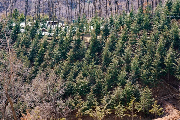 은평구 신사동 봉산의 모습. 은평구청은 봉산에 편백나무 숲 조성에 한창이다. (사진: 정민구 기자)