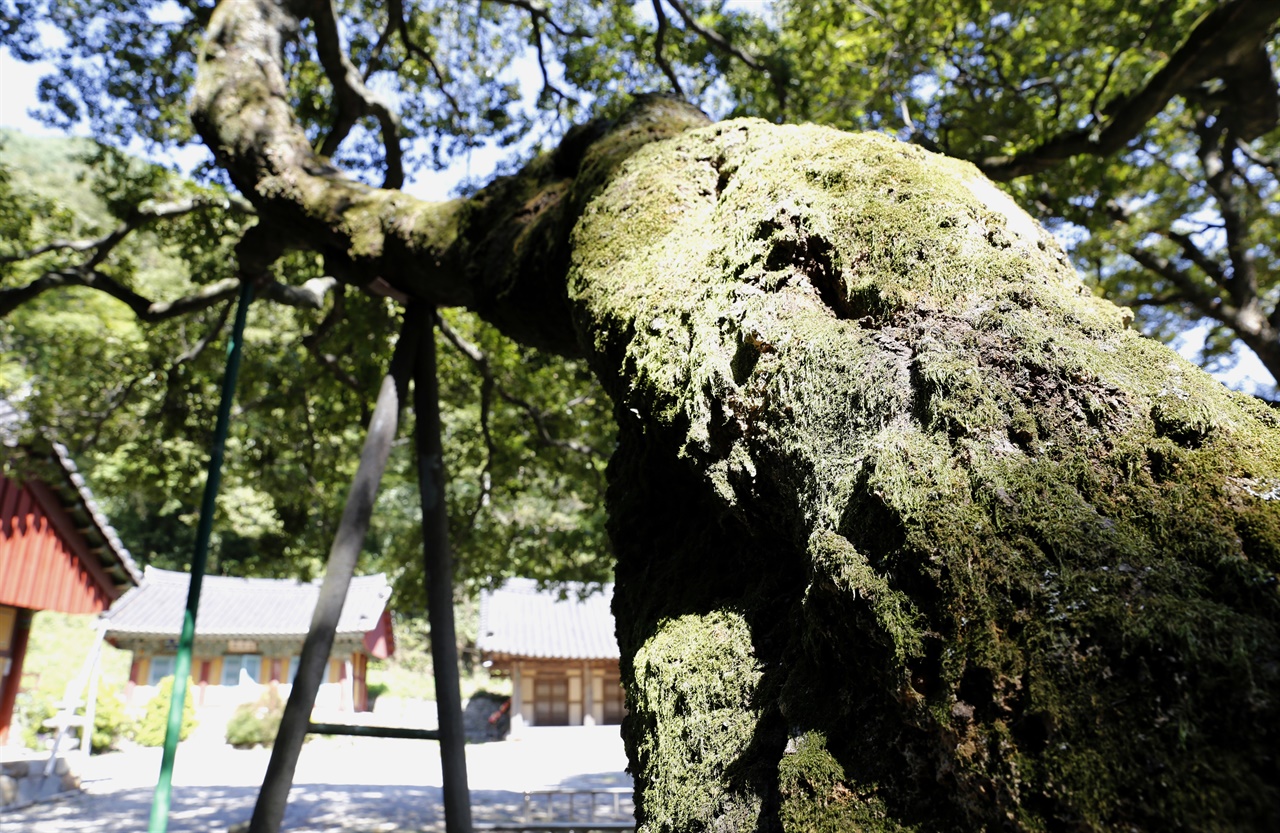 수령 600년 된 나주 다보사의 팽나무. 나이가 많이 들어 지팡이를 여러 개 짚고 서 있다.