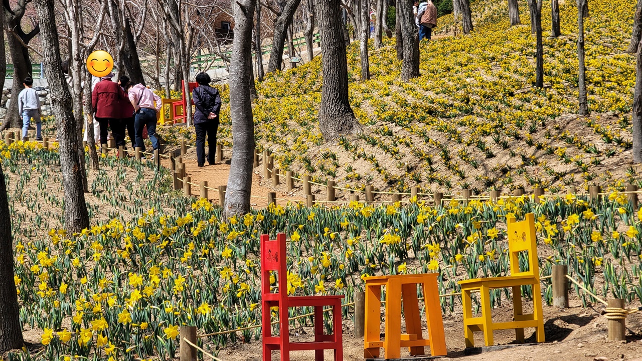 수선화가 활짝 핀 '월아산 숲속의 진주'는 꽃길만 걷을 수 있다.