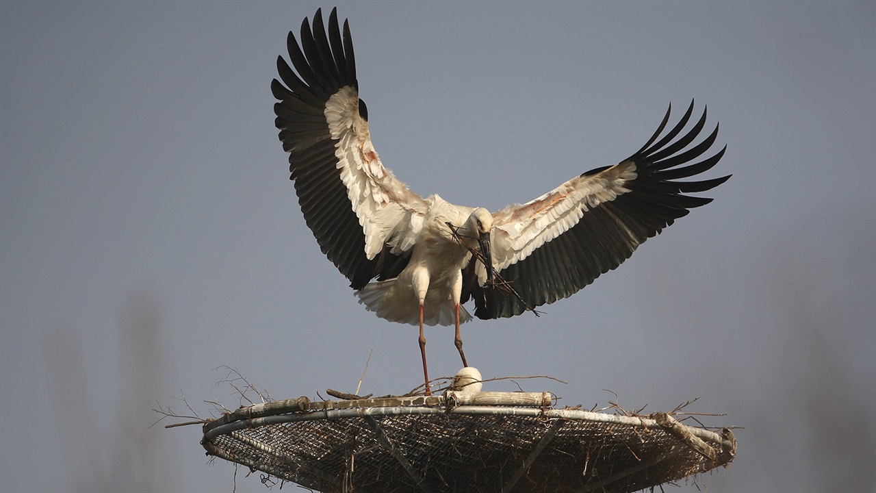 서산버드랜드 황새둥지탑에서 새끼를 품는 암컷과 둥지를 보수 중인 수컷 모습.