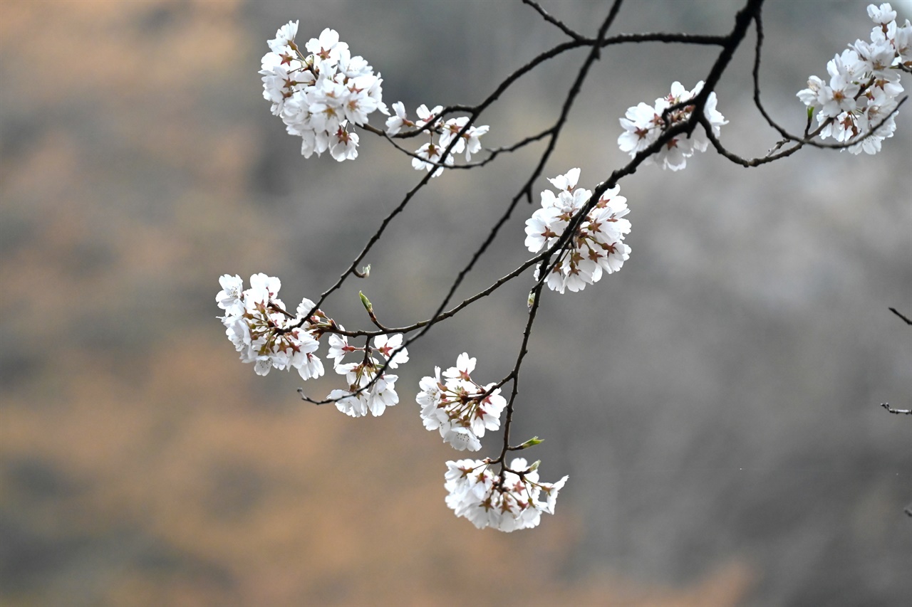 활짝 핀 올벚나무 꽃
