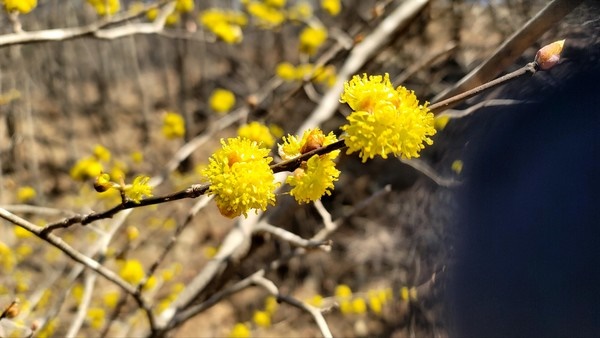 생강나무꽃이라고 불린다. 야산에서 산수유나무꽃과 함께 가장 일찍 노란꽃을 피우는 것으로 알려졌다