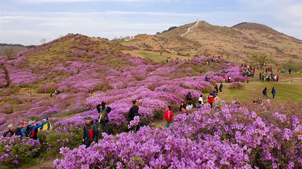  합천 황매산 철쭉