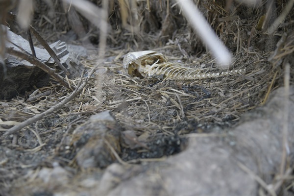 금호강 반야월습지에서 발견된 수달의 집. 잉어의 뼈와 수달의 배설 흔적이 고스란히 남아 있다. 