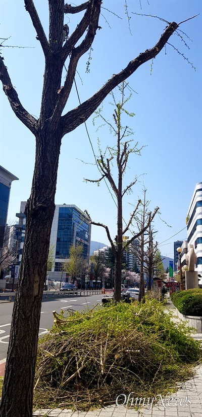 3월 31일 창원 상남동 가로수 은행나무 가지치기.