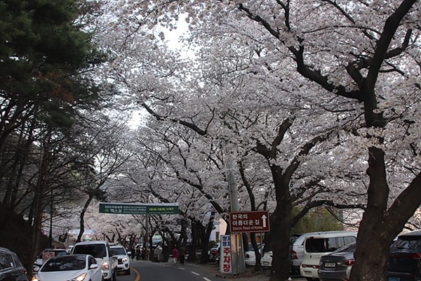 화개장터 입구에서 쌍계사로 들어가는 입구의 벚꽃길 모습. '한국의 아름다운 길'이라는데. 교통체증 때문에 차가 막혀 '오늘만은 아니다'라는 생각이 들었다.