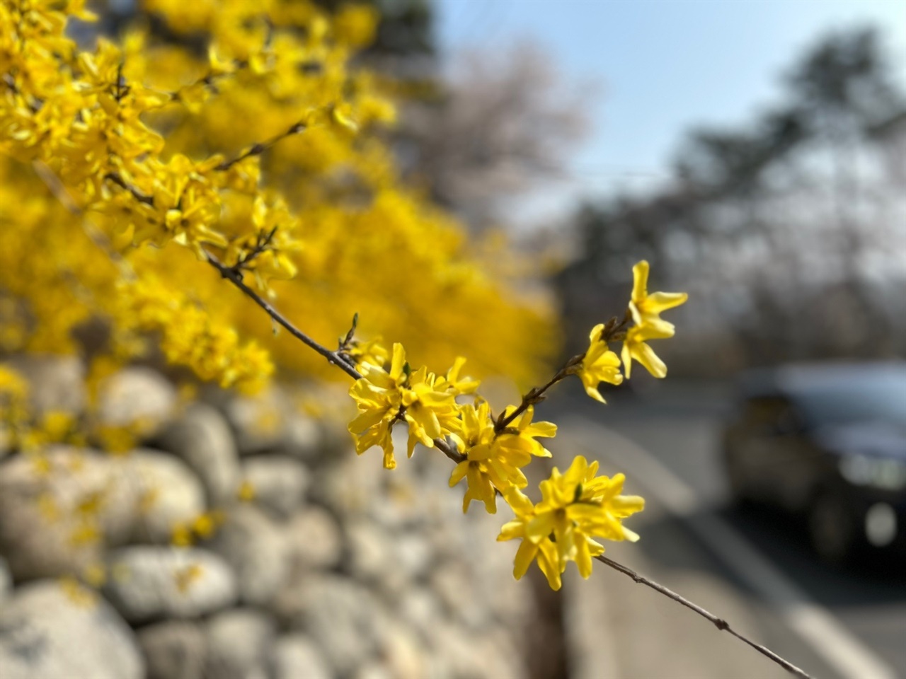 홍성에서 예산 수덕사로 향하는 지방도로는 벚꽃과 개나리가 함께 개화했다.