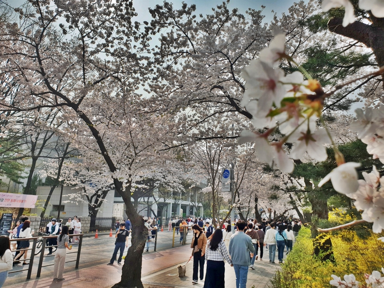  1일 서울 영등포구 여의서로 일대 벚꽃