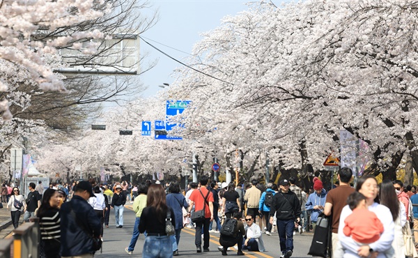 서울 여의서로 벚꽃길이 교통통제에 들어간 1일 오전 시민들이 벚꽃 나들이를 즐기고 있다. 4일부터 9일까지 코로나19 이후 4년 만에 영등포 여의도 봄꽃 축제가 열린다. 