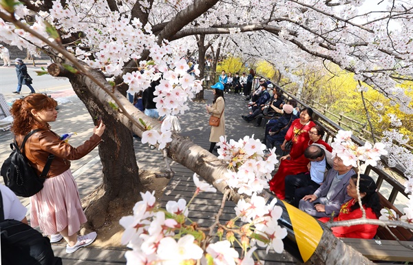 서울 여의서로 벚꽃길이 교통통제에 들어간 1일 오전 시민들이 벚꽃 나들이를 즐기고 있다. 4일부터 9일까지 코로나19 이후 4년 만에 영등포 여의도 봄꽃 축제가 열린다.