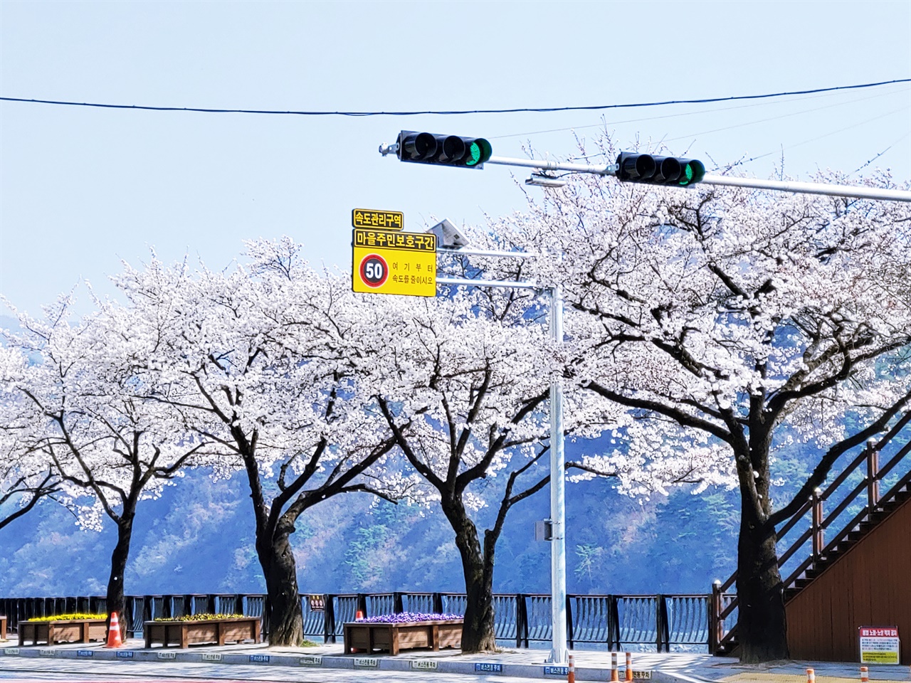 소노문단양부터 단양관광호텔로 이어지는 벚꽃길은 요즘 관광객들로 넘쳐난다.