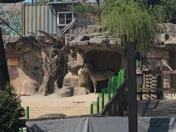 지난 3월 30일 서울 광진구 어린이대공원 동물원에서 얼룩말 '세로'가 방사장을 거닐고 있다. 세로는 지난 3월 23일 오후 어린이대공원 동물원에서 우리를 부수고 탈출해 서울 시내를 활보하다 붙잡혀 3시간여만에 돌아왔다.
