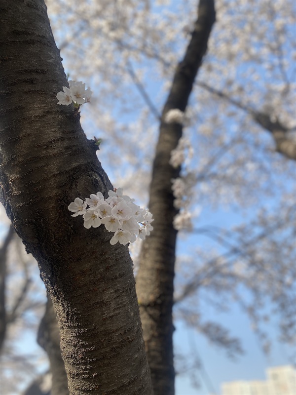 나뭇 가지에 핀 벚꽃