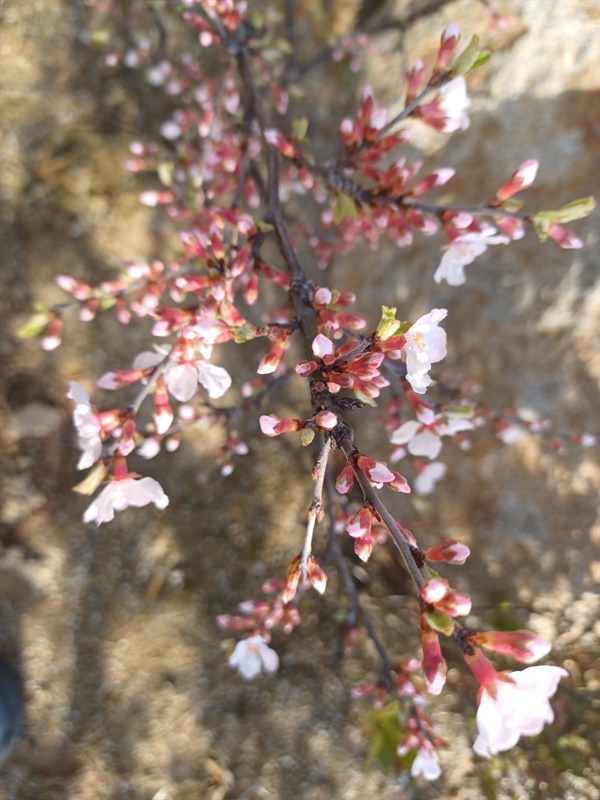 올봄에 심은 살구나무에서 첫 꽃이 피었습니다