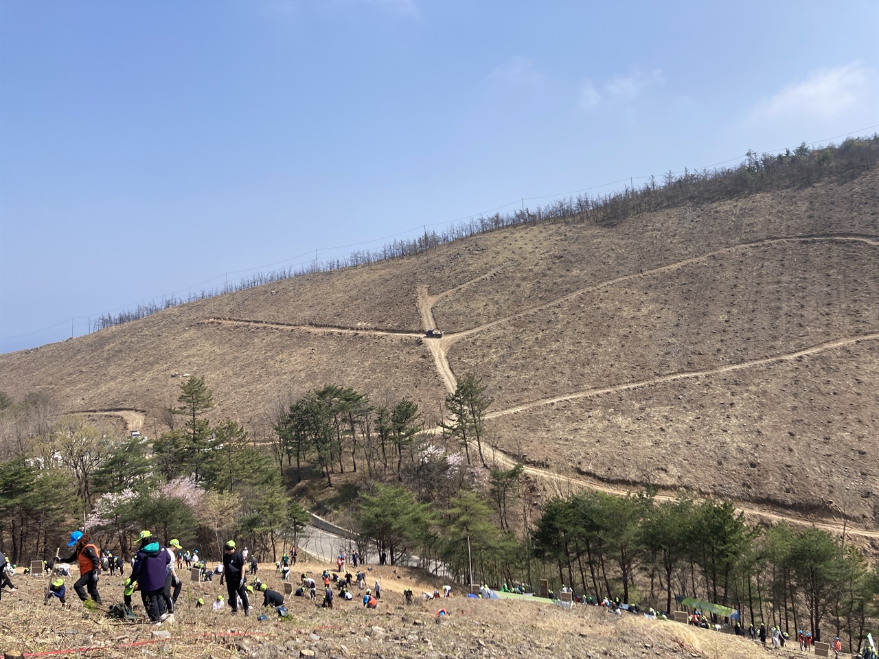산불 피해로 헐벗은 산의 풍경과 산 비탈길에서 나무를 심는 참여자와 자원봉사자