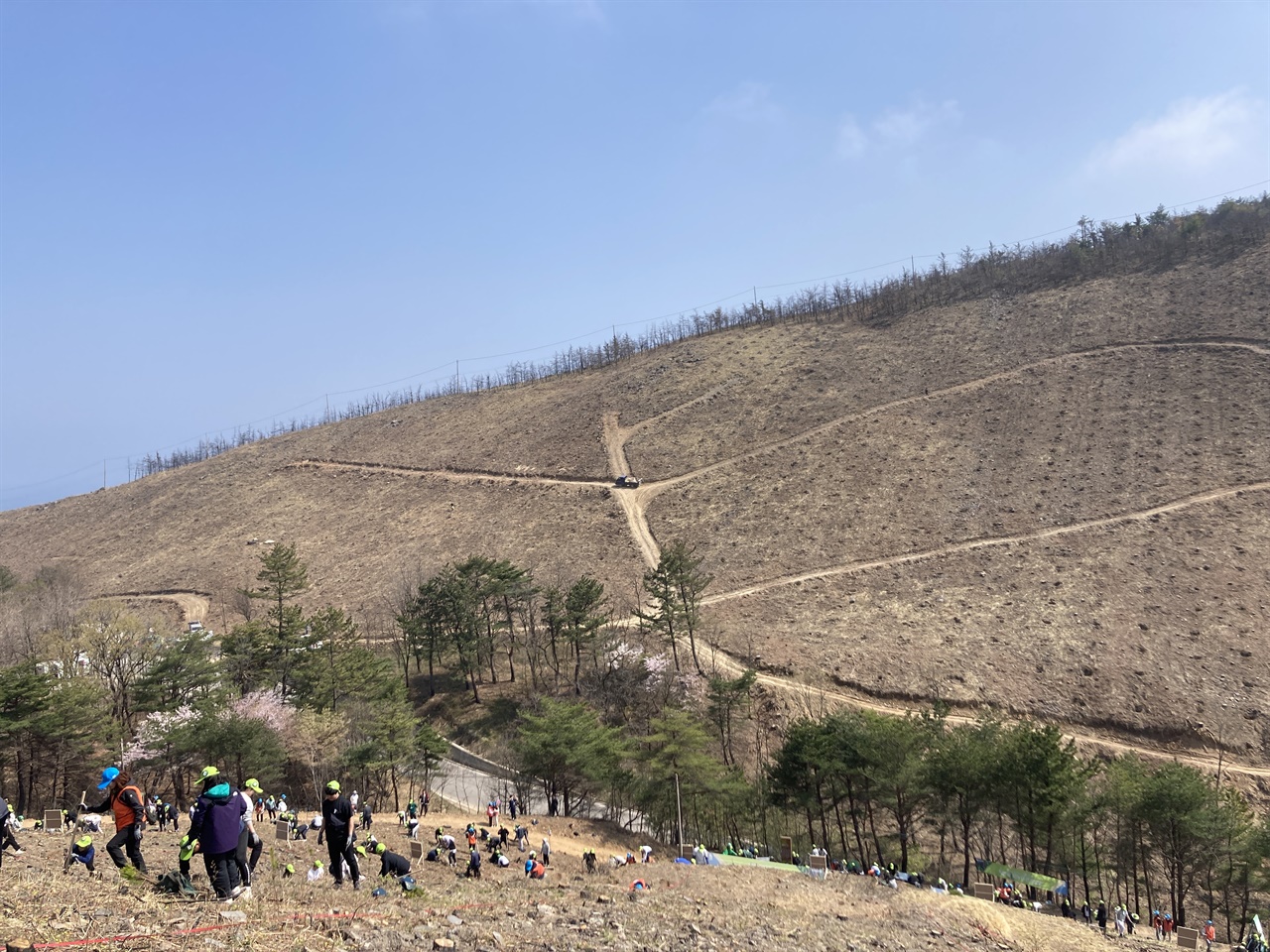  산불 피해로 헐벗은 산의 풍경과 산 비탈길에서 나무를 심는 참여자와 자원봉사자