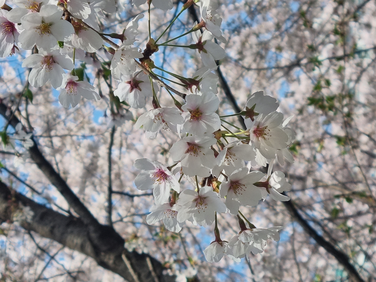 SNS에 인증하기 바빴던 벚꽃 사진. 