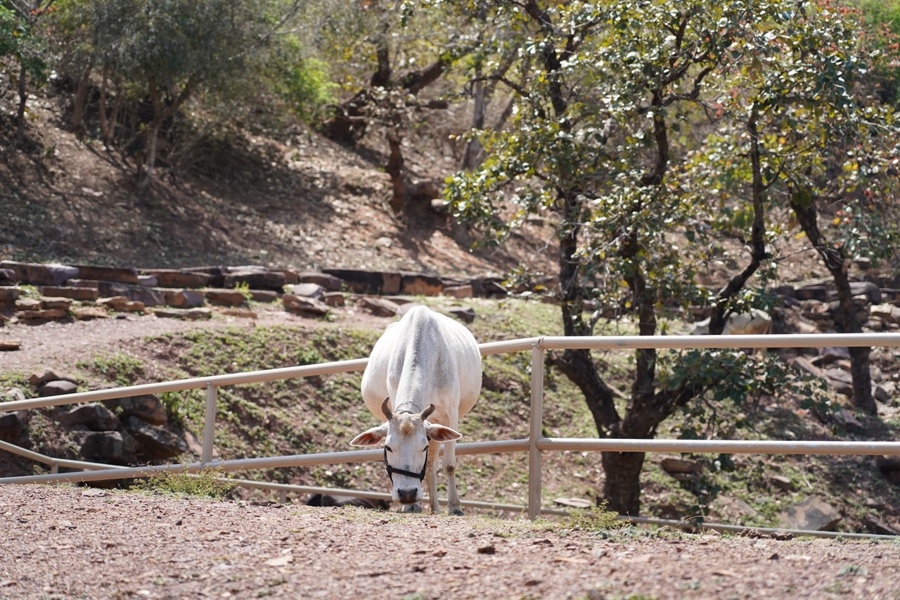 스투파로 올라가는 언덕길에서 소를 만났다.
