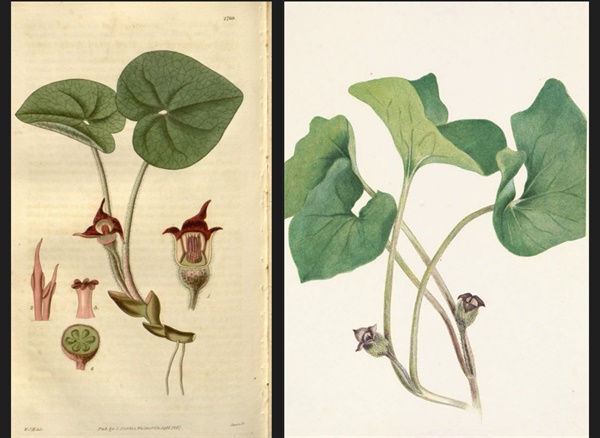 Curtis's botanical magazine, 윌리엄 커티스, 1827년 (좌) / 메리 보 월콧, 1925년 (우) 