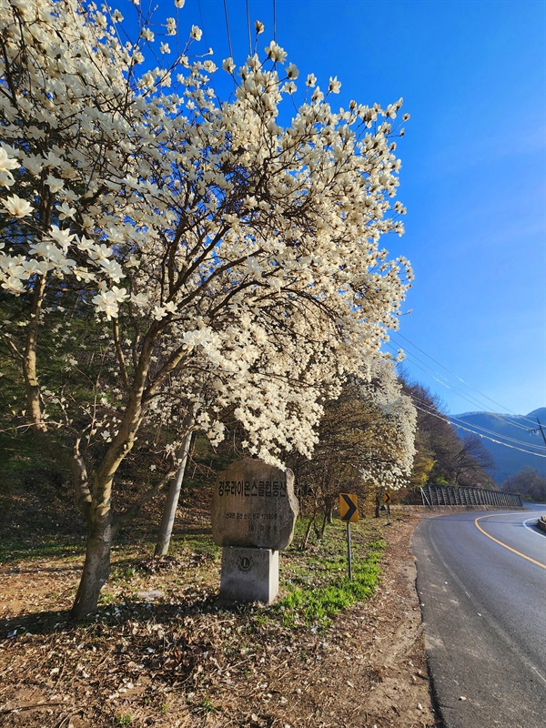  경주 화랑의 언덕으로 가는 국도 20호선 도로변 풍경(2023.4.3)