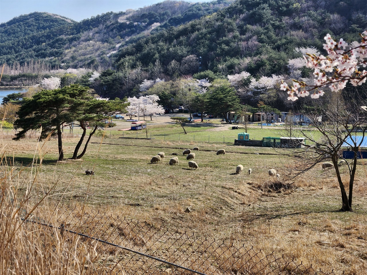  경주 화랑의 언덕에 있는 양떼목장 모습(2023.4.3)