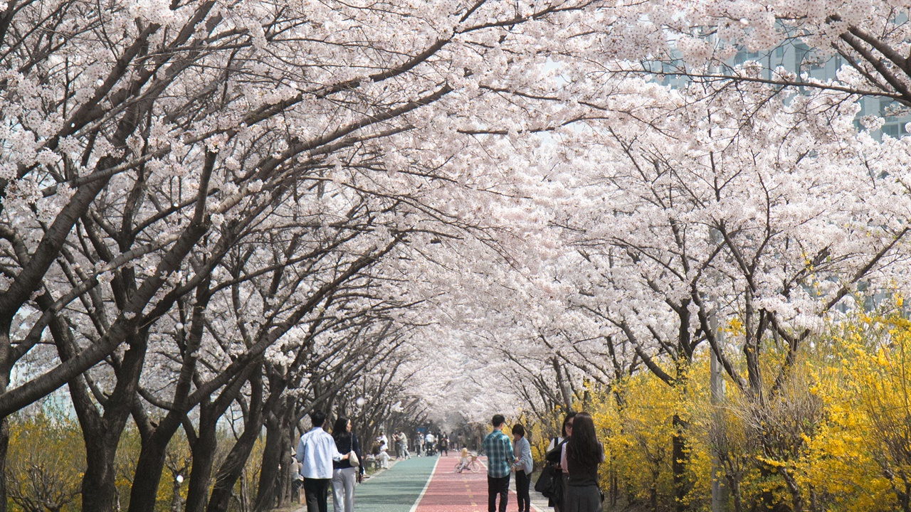 1일 성내천길에는 만개한 벚꽃으로 가득했다.