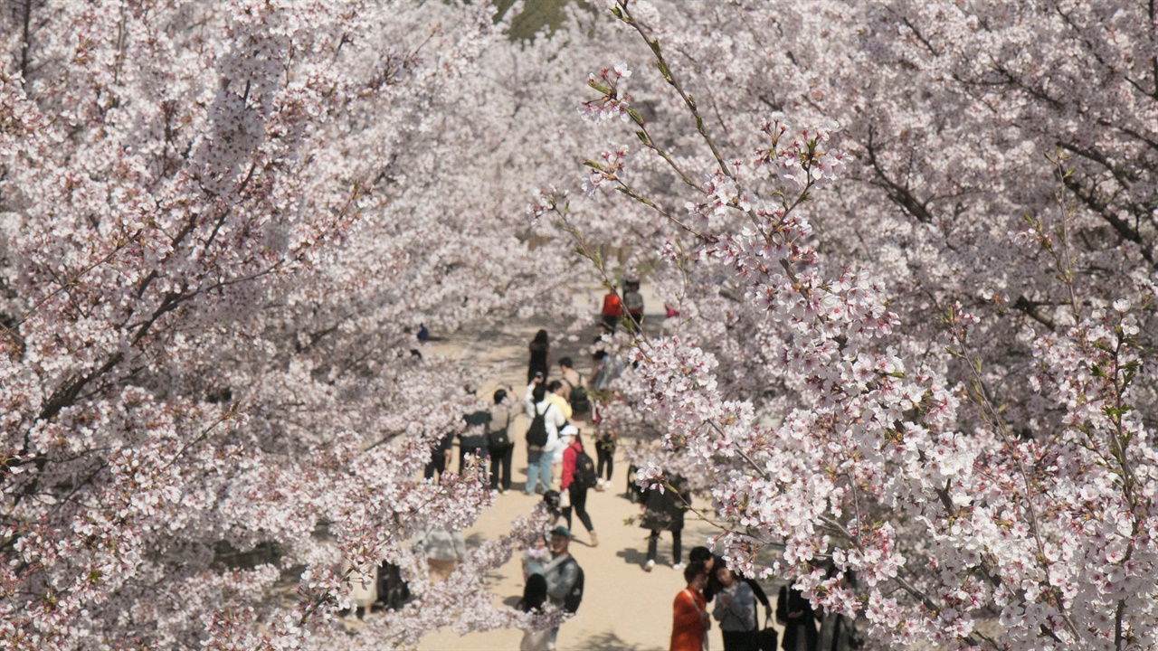 서울숲 보행가교에서는 위에서 아래로 내려다보며 벚꽃 풍경을 눈에 담을 수 있다.