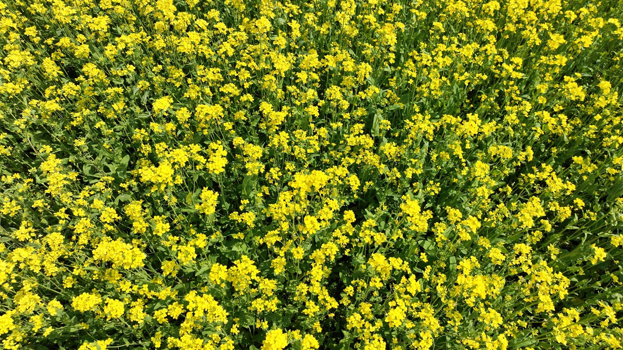 노란물결 한폭의 서양화 처럼 아름다움을 뽐내고 있는 유채꽃(2023.4.4)