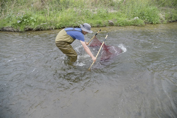 물들이연구소 성무성 대표가 족대질을 하면서 물고기를 채집하고 있다. 