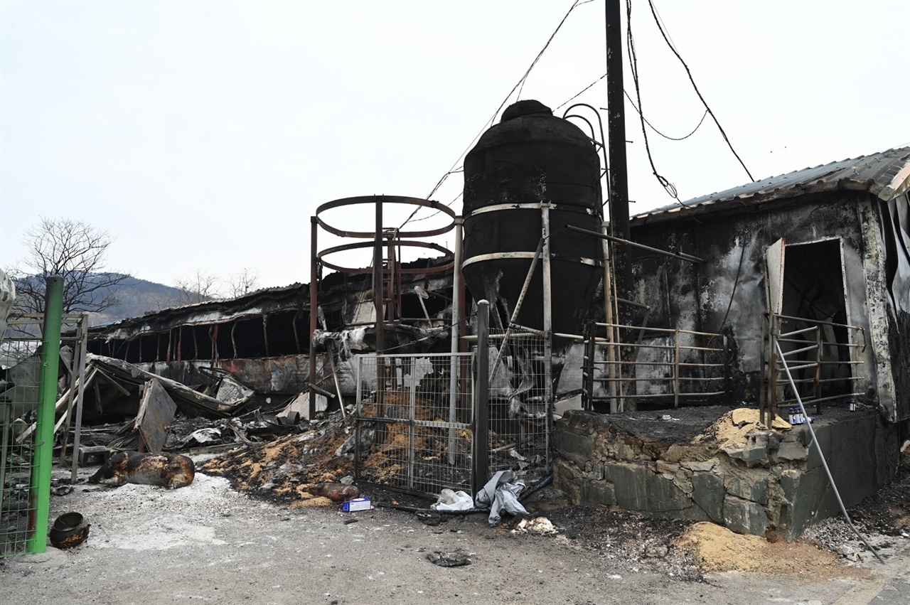 홍성군 서부면에서 발생한 산불로 인해 축사가 전소되면서 가축이 피해를 입었다. 