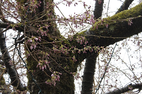비를 머금고 준비된 벚꽃 꽃망울들이 한가득 나뭇가지에 달려있다.