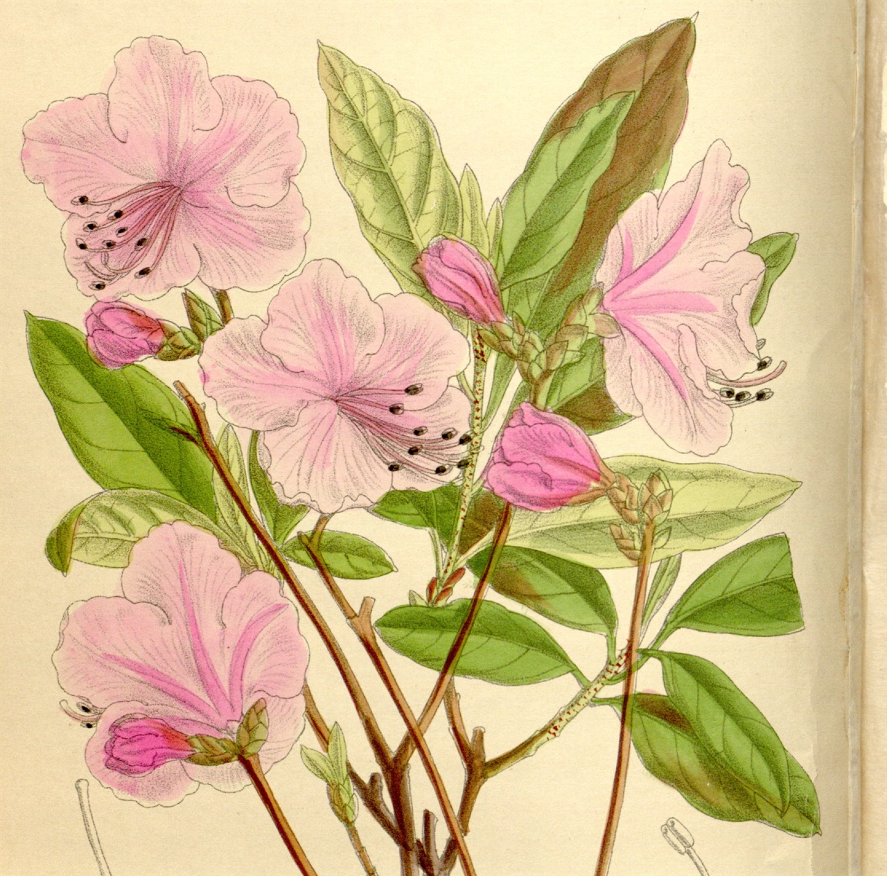 Curtis's Botanical Magazine, London., M.S. del., J.N.Fitch lith., 1910년