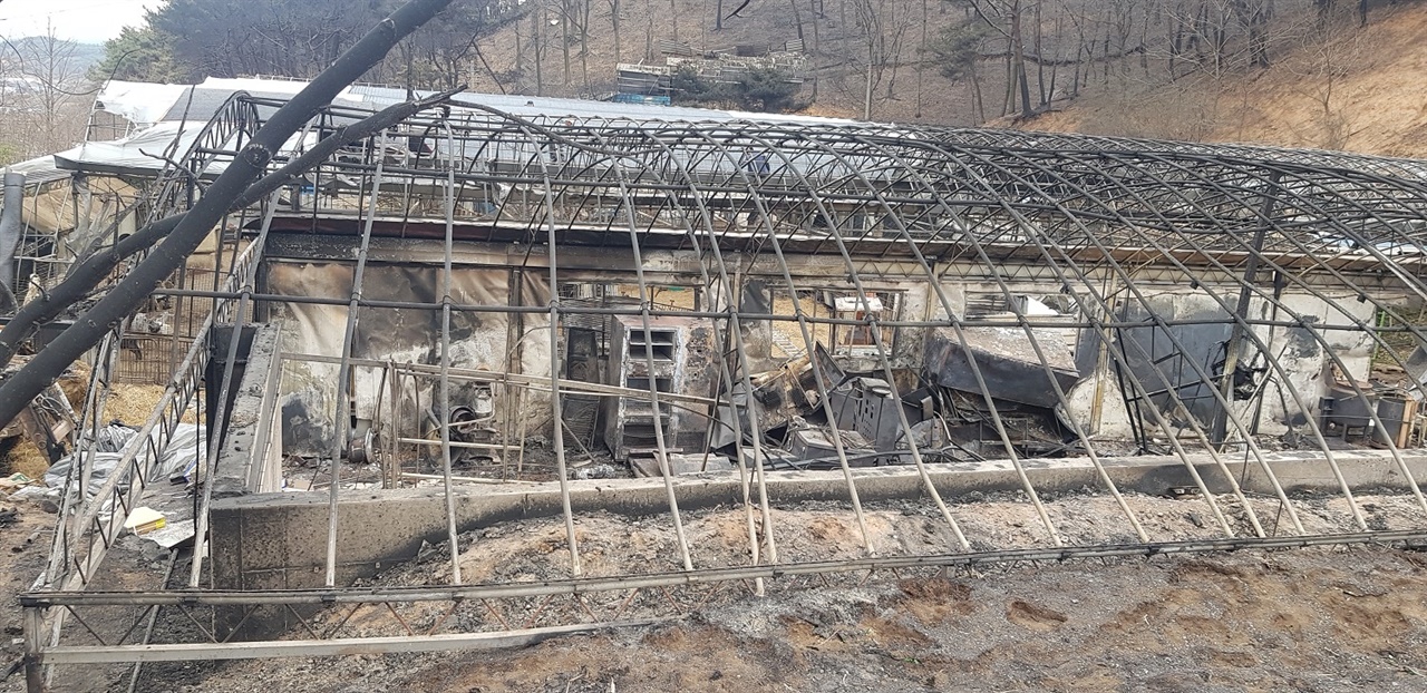 산불로 인해 계사가 불에 타 산란계 80,000마가 피해를 입었다.