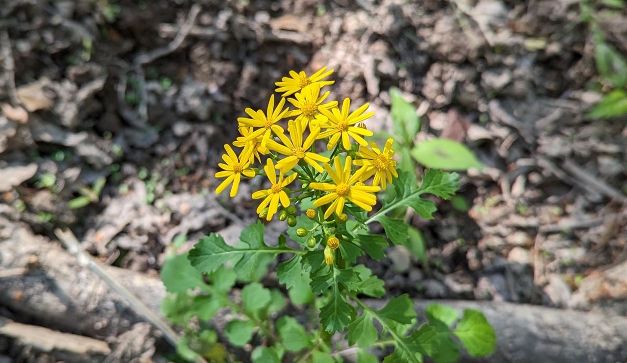 트레일 곳곳에서 볼 수 있는 Butterweed라는 이름의 야생화