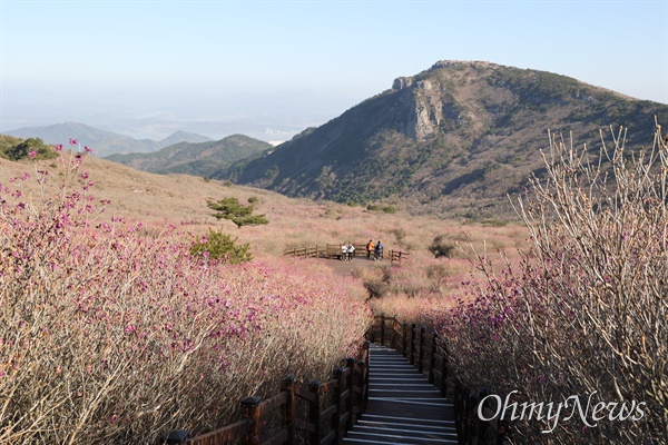  4월 9일 비슬산 진달래.