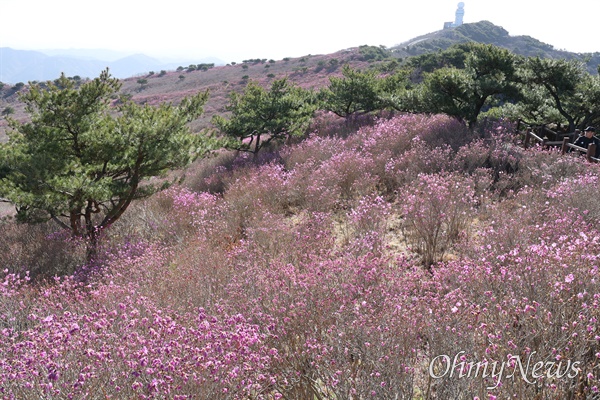  4월 9일 비슬산 진달래.