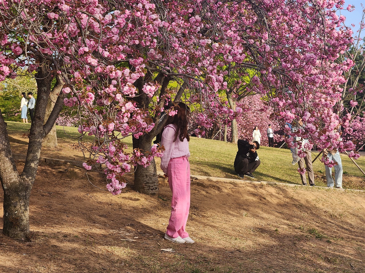  짙은 분홍색 겹벚꽃에서 사진 촬영에 여념이 없는 관광객 모습(2023.4.10)