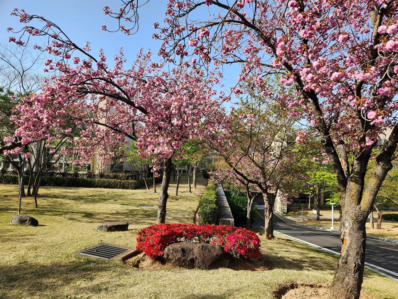  경주 보문호반길 사랑공원 인근 드림센터 앞 겹벚꽃 모습(2023.4.10)