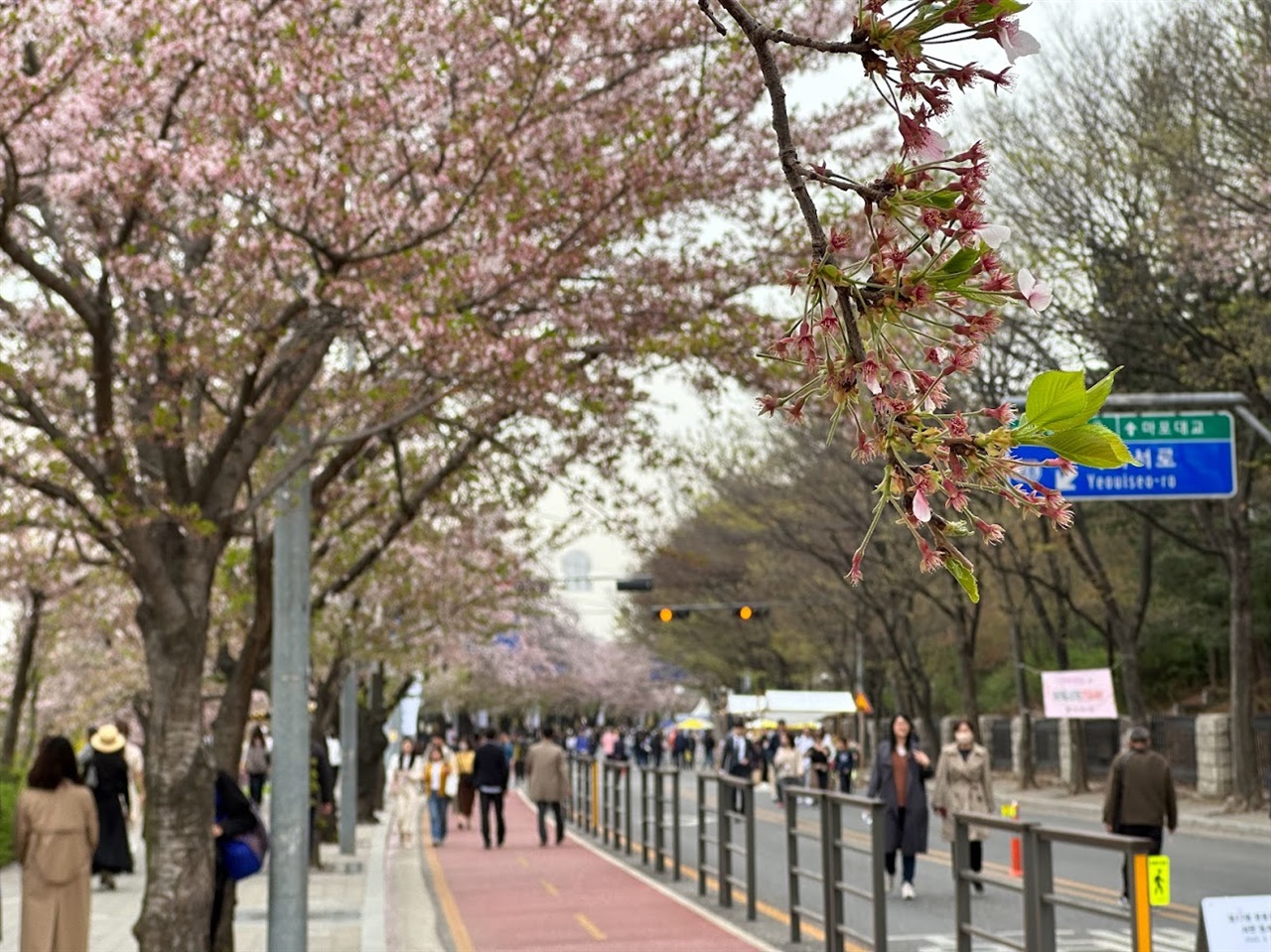 벚꽃축제 첫 날인 4월 4일, 차량이 통제되고 인파가 몰렸지만, 벚꽃은 절정을 지나 떨어지고 잎사귀가 난 후였다.