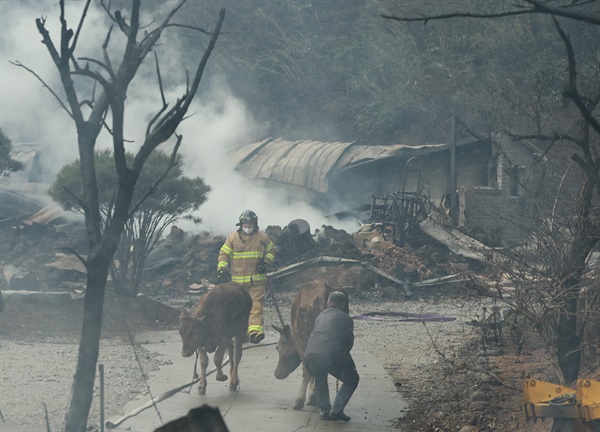 11일 강원 강릉시에서 발생한 산불로 인해 불에 탄 마을에서 마을 주민이 소방대원의 도움으로 소를 데리고 나오고 있다.