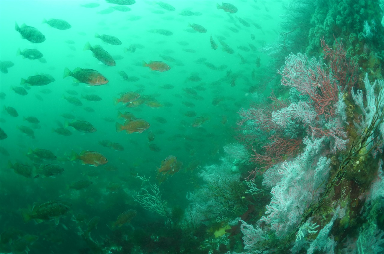 해조류와 산호초 각종 생물이 공존하는 바다( 강원 고성 문암앞바다)
