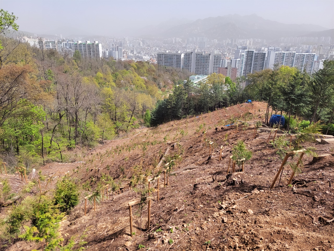 지난 12일 찾은 서울 은평구 봉산의 모습. 지난 2월 말부터 기존 나무 벌목과 편백나무 식재가 이뤄졌다.