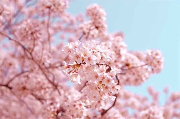 4월이 되면 벚꽃이 만개하고 사람들이 들뜨곤 합니다. 하지만 저는 이런 자연의 아름다움을 앞에 두고 우울할 때가 있어요.