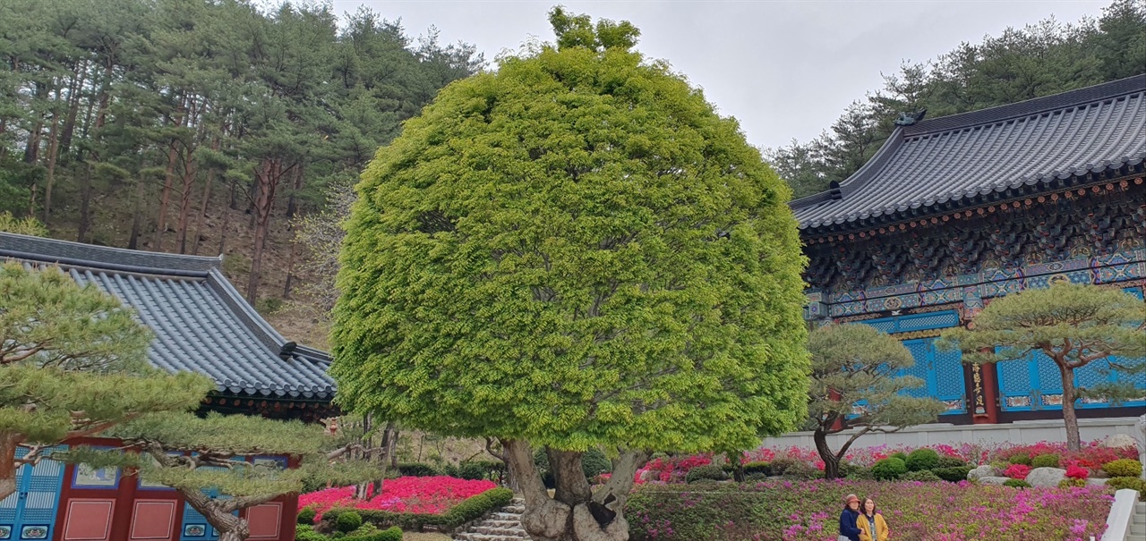 느티나무 기와와 철쭉과 조화를 이룬 느티나무(2023.4.16)