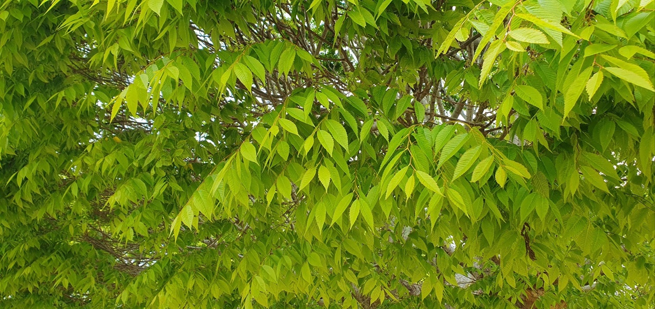 느티나무 잎 녹색을 띄고 아름다움을 뽐내는 잎(2023.4.16)