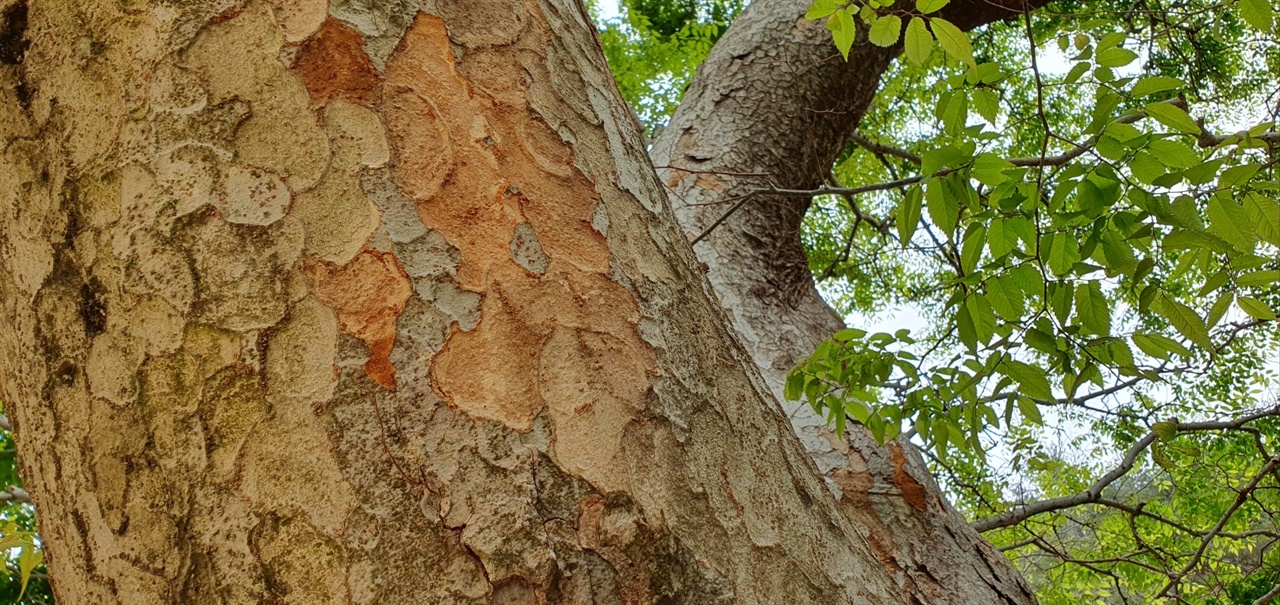 나무껍질 오랜 연륜을 말해주는 회색빛 나무껍질