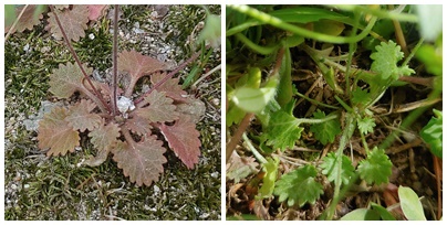 봄맞이의 갈색 잎과 연두 잎. 둘 다 오돌토돌 톱니가 귀엽다.  